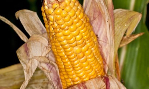 Proizvodnja kukuruza manja 8,2 posto, krumpira čak 27,9 posto