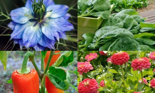 Sadili biste povrće, no niste sigurni kako? Uz pomoć ovih pravila to nikada nije bilo lakše