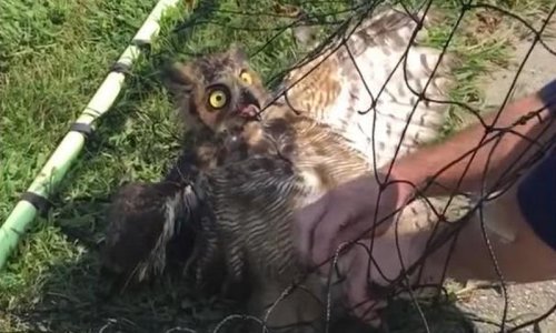 Pogledajte kompilaciju spašavanja raznih životinja