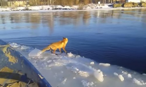 stranice za upoznavanje lisica sa lisicama