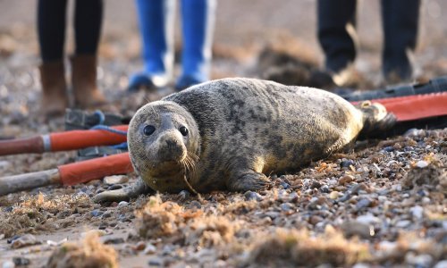 Slatki tuljan Sir David spašen od gušenja frizbijem