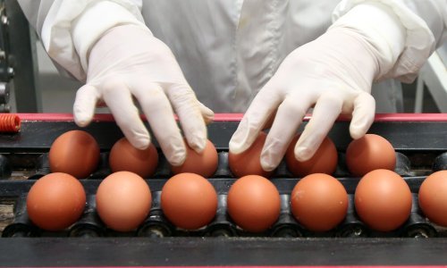 Slovenija: Zbog otkrivenog fipronila određene inspekcijske kontrole kod svih proizvođača jaja