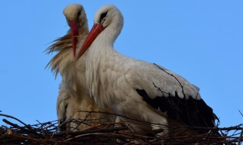 Ljutiti Klepetan se vratio i porazbijao Malenina jaja!