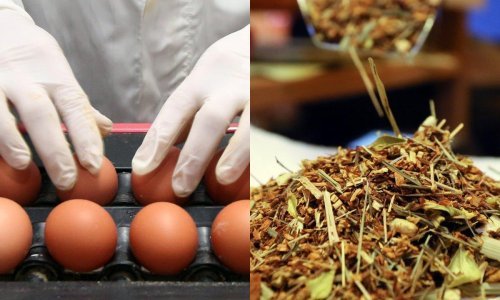 U hrvatskim jajima antibiotik, u čaju bunika: Zašto javnost za to ne zna?