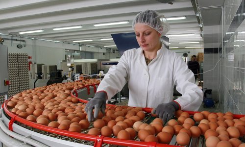 Eksplodirao izvoz hrvatskih jaja. Doznali smo zašto i prijeti li nam zbog toga nestašica te rast cijena