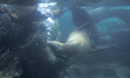 Nevjerojatna borba tuljana i divovske hobotnice