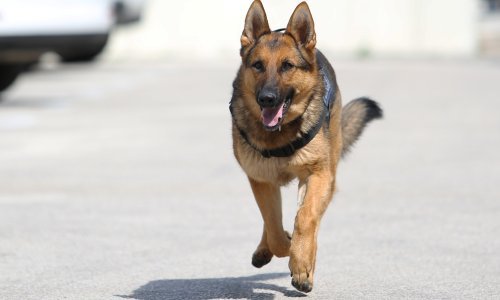Pas 'Modric' zabija golove trgovcima droge u Kolumbiji