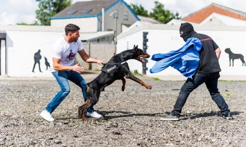 Otto je dobio drugu šansu, mnogi psi nisu: Donosimo podatke o pasminama koje su najčešće napadale ljude