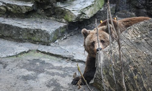 Na Pelješcu po prvi puta uočen medvjed, lovci kažu: Mogao je i doplivati
