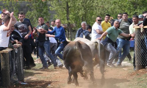 Pučko veselje na bikijadi: Pogledajte nadrealne prizore iz Dicma