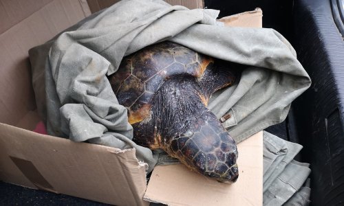 Pogledajte kako je kod Vele Luke spašena glavata želva, ozlijeđena životinja krenula je prema Splitu