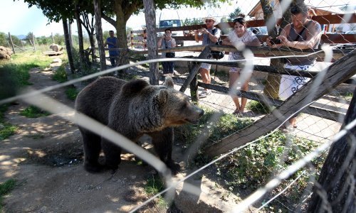 Prijatelji životinja obrušili se na Macolu: Treba mu oduzeti medvjede