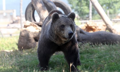 Medvjedi koje je Macola zatočio iza restorana sele se u Kuterevo