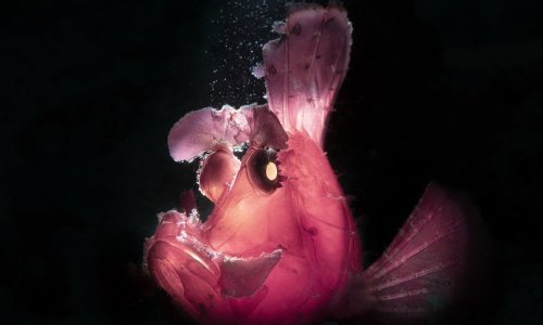 [FOTO] Nećete vjerovati što su sve snimili podvodni fotografi; ovako divni prizori rijetko se viđaju