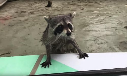 Slatki rakuni u kompilaciji praktički se svi mogu zvati Rocket