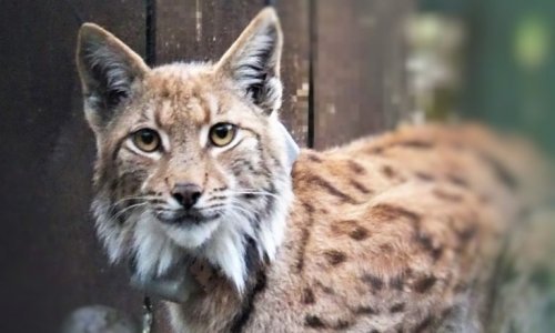 [VIDEO] Pogledajte kako je ris Doru iz Rumunjske pušten u Nacionalni park Risnjak