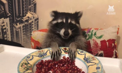 Kompilacija neodoljivih proždrljivaca će vas oduševiti
