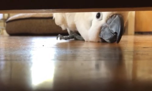 Ovo je najslađa igra skrivača koju smo vidjeli u zadnje vrijeme