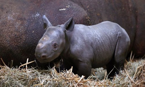 Mladunče crnog nosoroga predstavilo se njemačkoj javnosti