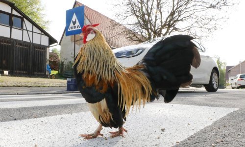 U Njemačkoj postavili posebnu zebru za kokoši