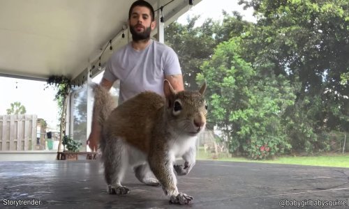 Vjeverica koja se obožava igrati s vlasnikom samo je mali dio Dnevne doze interneta