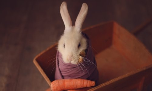 Jeste li ikad vidjeli slađu zečicu?