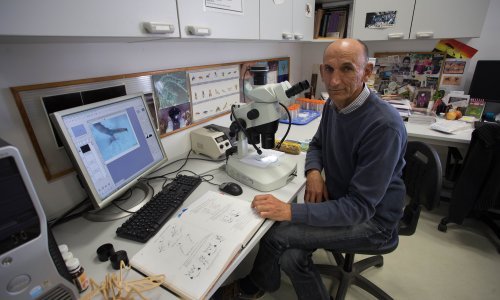 Osječanin koji je doktorirao na komarcima: Uvijek su me fascinirale male životinje prilagodljive na sve uvjete