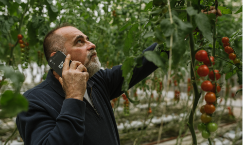 Kakve veze imaju mobiteli i rajčice?