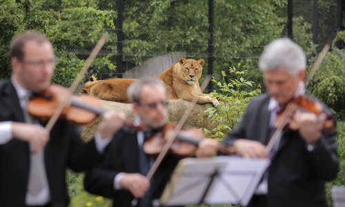 Zahtjevna publika: Zagrebački solisti svirali lavovima u Zoološkom vrtu