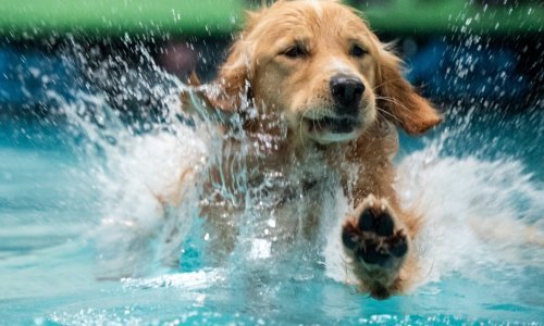 Zagrebačka županija daje 300.000 kuna gradovima i općinama za mikročipiranje pasa