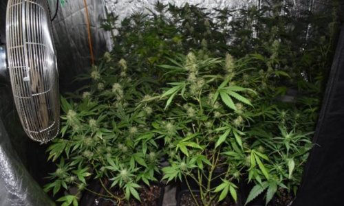 U šumi kod Poreča posadio 59 stabljika indijske konoplje