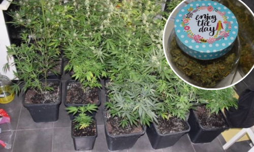 Policija na Črnomercu 'provalila' rasadnik marihuane: 34-godišnjak je uzgajao u šatoru, pronađena i sva oprema