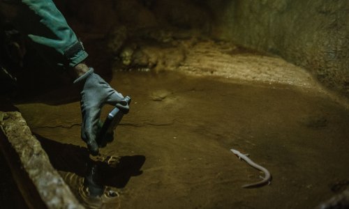 Što čovječja ribica i smartphonei imaju zajedničko?