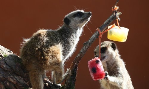 Pogledajte kako se u škotskom ZOO-u slade lijepe životinje