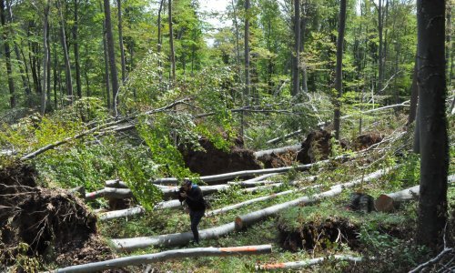 Obišli smo zagrebačku Medvednicu, pogledajte koliku je štetu nanijela oluja Rea