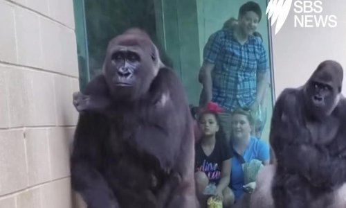 Na koga li nas samo podsjećaju ove gorile koje ne žele pokisnuti?