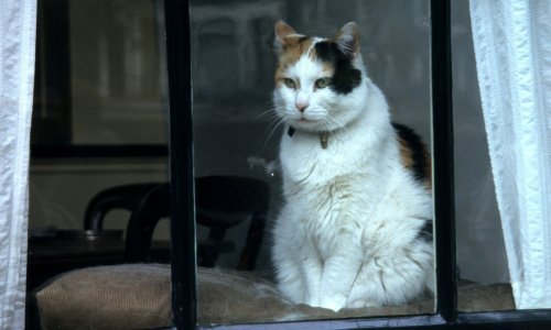 Susjeda koja voli mačke postala hit na internetu