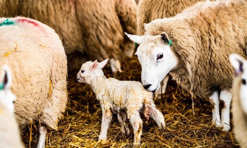 Ukrao 15 janjaca, dva teleta, šest ležaljki, 2000 sadnica smilja, televizore, alate... Pri uhićenju je pokušao pobjeći