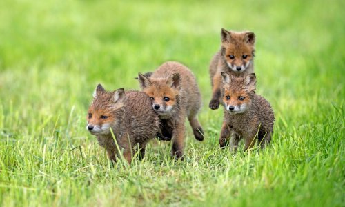 Stranica za upoznavanje lisica