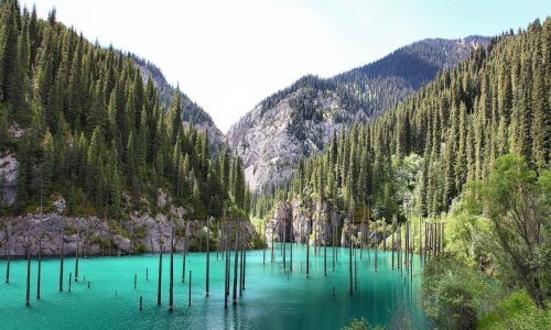 Šetnja ovom šumom moguća je jedino s ronilačkom opremom