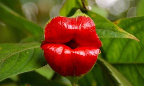 Priroda vam šalje veliku sočnu pusu