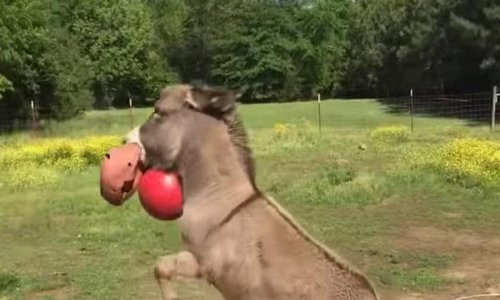 Kako izgleda magarac kad je sretan? Iznenađujuće slično psu!