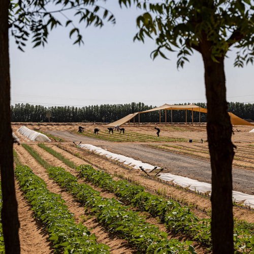 Voće i povrće usred pustinje? Pogledajte kako farma u UAE-u uzgaja hranu na 50°C