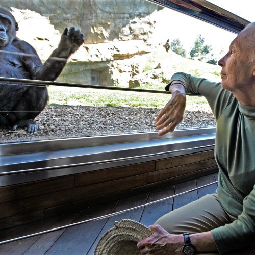 Kako je Jane Goodall zauvijek promijenila način na koji promatramo prirodu, ali i same sebe