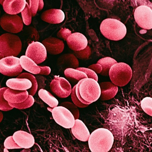 Znanstveni proboj: Ljudski embrij uzgojen u laboratoriju proizveo krvne stanice