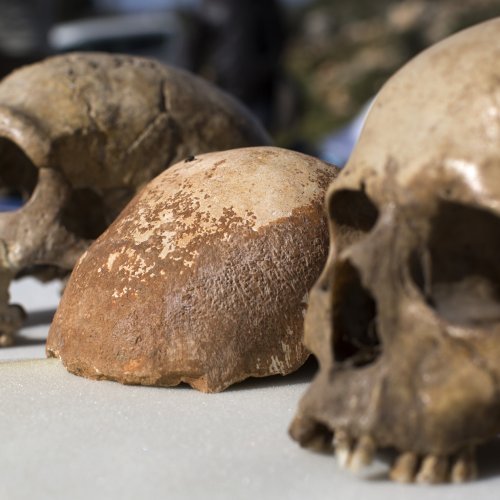 Lubanja neandertalca i modernog čovjeka