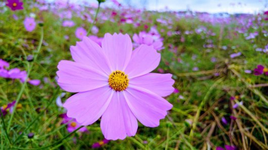 URESNICA ILI COSMOS