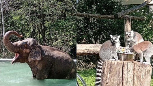 Prošetali smo zoološkim vrtovima u Ljubljani i Zagrebu: Ovo su im ključne razlike