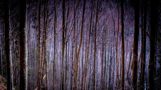 Radnika Hrvatskih šuma ubila krošnja u sječi stabala