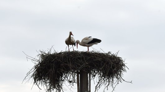 Klepetan i njegova nova družica stigli u Brodski Varoš